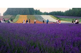 Lavenders in full bloom in Hokkaido